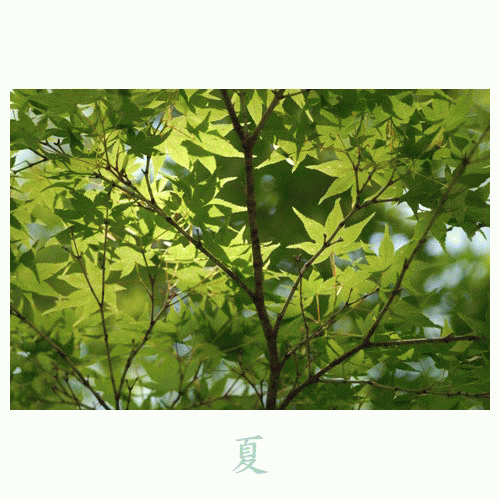 ２００９年　夏