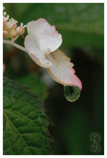 ２０１０年　梅雨（１）