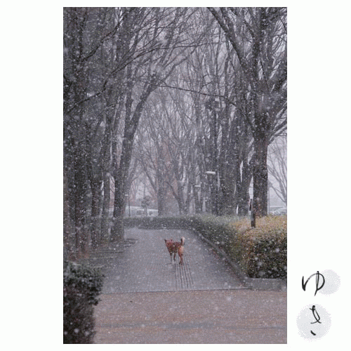 ２０１０年　雪