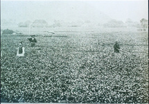 徳島県農事試験場