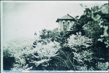 徳島市桃山の桜