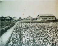 徳島県農事試験場