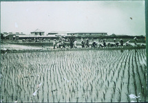 徳農　農業実習