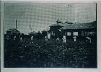 甘藍の栽培及び田植　県立農業学校