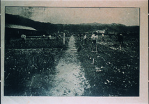 県立農業学校　園場実習の光景