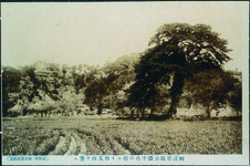 阿波岩脇公園千代の松より妙見山を望む