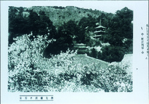 桜花爛漫の眉山