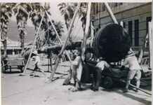 ワシントン椰子の移植