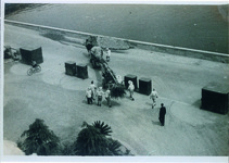 ワシントン椰子の移植