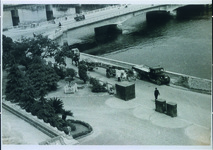 ワシントン椰子の移植