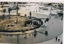 ワシントン椰子の移植