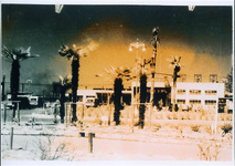 ワシントン椰子の移植