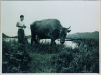 沖浜ダム（冷田川樋門）付近　水牛