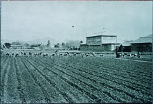 農業試験場の畑での共同作業か