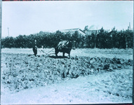 牛による田起こし