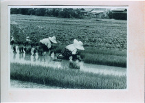銅（かね）の鳥居付近の水車と田植え