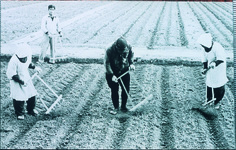 振馬鍬による麦の中耕
