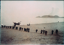 土佐泊海岸での鯛網