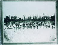 新田喜来村　総出田植え