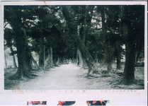 大麻比古神社参堂松並木