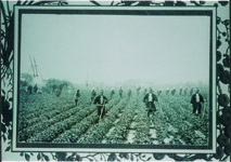 「内田商行藍農場」のはっぴを着て作業する人びと