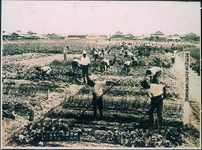 里浦青年学校実習田