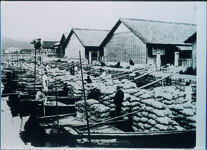 専売局撫養出張所へ収納塩を満載して集まった上荷船