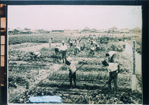 里浦小　実習田での農業実習