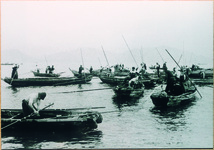 わかめの灰干し