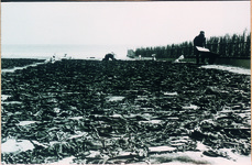 わかめの灰干し