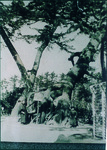 根上り松