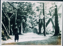 大麻比古神社の松並木