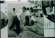 藍住南中　農作業