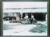 「さんちょう切り」による藍葉の細断