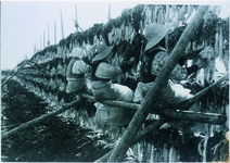 中洲　漬物用大根干し