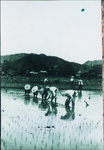 田植え　岡ノ宮