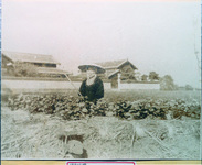 三木家　母とさつまいも畑の土肥場（つちこえば）で甘藷苗を立てている