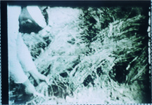 稲刈り（Ｓ9～13高野勧・松茂尋常小学校校長撮影の映画ﾌｨﾙﾑ）