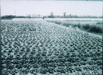 笹木野　レンコンのハウスと甘藷