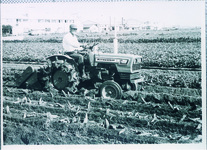 住吉　機械化された甘藷堀り