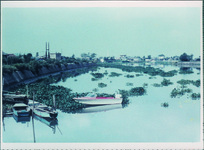 旧吉野川のほていあおい