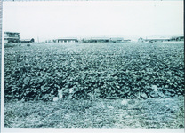 八山開拓地区の甘藷畑