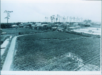 豊岡の甘藷畑と海岸