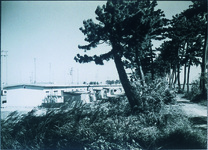 中喜来住宅と大土手の松林