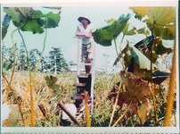 レンコンの水車による施肥