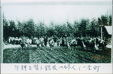 牛耕を習う一条町の国防婦人会