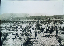 江原南小　梅園作業