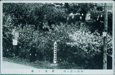 半田八景　駅前の桜