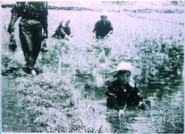 黒沢の田植え