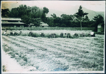 三野青年学校女子部　麦刈り